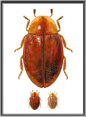 Orynipus kuscheli